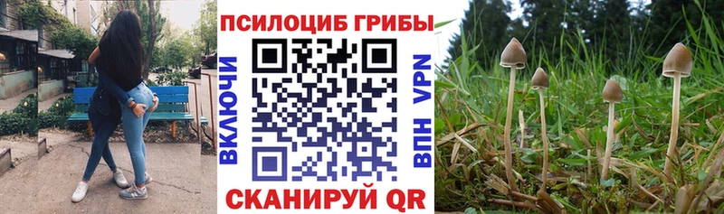 Галлюциногенные грибы Psilocybe  Сунжа 