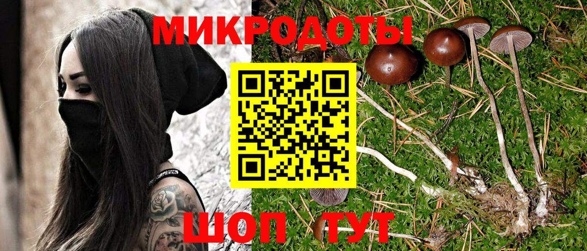 Псилоцибиновые грибы Cubensis Сунжа