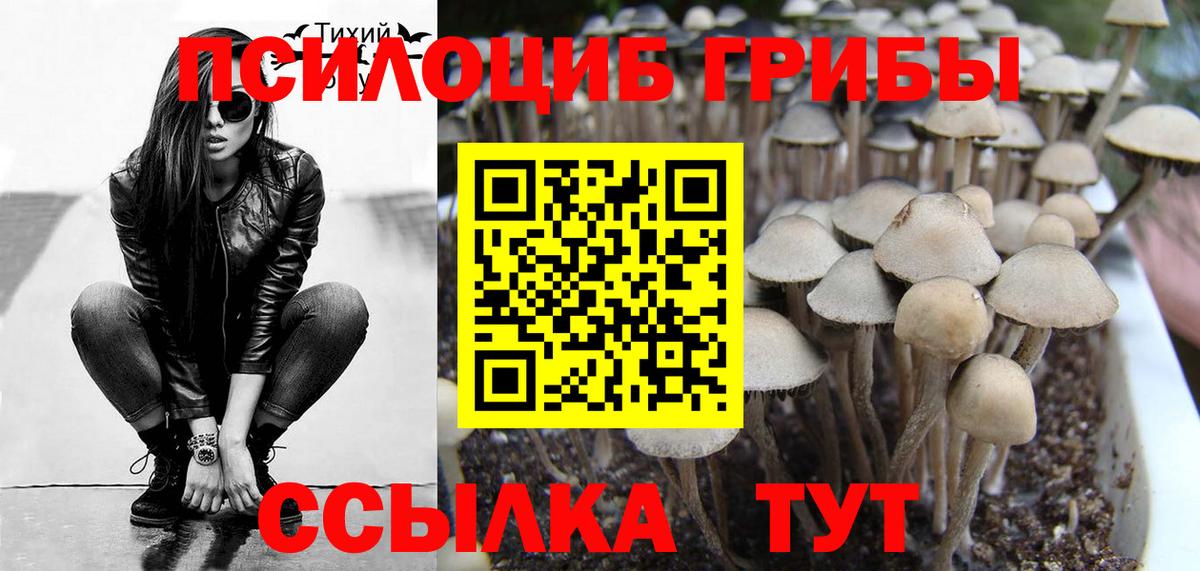 где продают наркотики  Псилоцибиновые грибы Psilocybe  Вход с VPN  Сунжа 