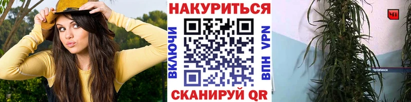Шишки марихуана Bruce Banner Сунжа